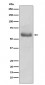 Anti-Oct-2 Monoclonal Antibody