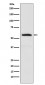 Anti-alpha Internexin INA Monoclonal Antibody