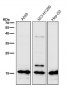 Anti-Uteroglobin SCGB1A1 Monoclonal Antibody