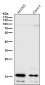 Anti-Uteroglobin SCGB1A1 Monoclonal Antibody