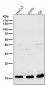 Anti-Uteroglobin SCGB1A1 Monoclonal Antibody