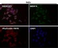 Anti-OGT Monoclonal Antibody