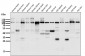 Anti-OGT Monoclonal Antibody