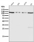 Anti-OGT Monoclonal Antibody
