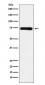 Anti-SAMHD1 Monoclonal Antibody