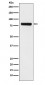 Anti-SEC23 Monoclonal Antibody