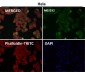 Anti-Nesprin 1 Rabbit Monoclonal Antibody
