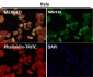 Anti-Nesprin 1 Rabbit Monoclonal Antibody