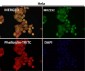 Anti-Nesprin 1 Rabbit Monoclonal Antibody