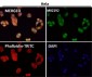 Anti-Nesprin 1 Rabbit Monoclonal Antibody