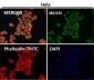 Anti-Nesprin 1 Rabbit Monoclonal Antibody