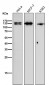 Anti-Nesprin 1 Rabbit Monoclonal Antibody