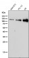 Anti-Nesprin 1 Rabbit Monoclonal Antibody