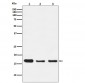 Anti-HES5 Monoclonal Antibody