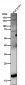 Anti-HES5 Monoclonal Antibody