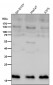 Anti-HES5 Monoclonal Antibody