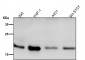 Anti-HES5 Monoclonal Antibody
