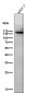 Anti-KDM4A Monoclonal Antibody