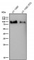 Anti-PCAF Monoclonal Antibody
