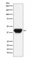 Anti-SPI1 Rabbit Monoclonal Antibody