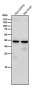 Anti-Sprouty 2 SPRY2 Monoclonal Antibody