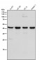 Anti-Sprouty 2 SPRY2 Monoclonal Antibody