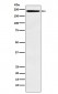 Anti-LY75 Monoclonal Antibody