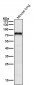 Anti-Netrin 1 NTN1 Monoclonal Antibody