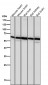 Anti-PMP70 ABCD3 Monoclonal Antibody
