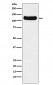 Anti-DDB1 Monoclonal Antibody