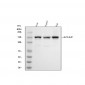 Anti-ADAR1 Monoclonal Antibody