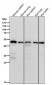 Anti-ACTL6A Monoclonal Antibody