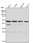 Anti-ACTL6A Monoclonal Antibody