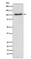 Anti-Alpha1 adaptin AP2A1 Monoclonal Antibody