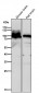 Anti-Alpha1 adaptin AP2A1 Monoclonal Antibody