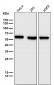Anti-PTBP1 Monoclonal Antibody