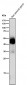 Anti-Uroplakin3a UPK3A Monoclonal Antibody