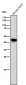 Anti-Uroplakin3a UPK3A Monoclonal Antibody