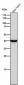 Anti-Uroplakin3a UPK3A Monoclonal Antibody