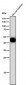 Anti-Uroplakin3a UPK3A Monoclonal Antibody
