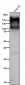 Anti-C4A Monoclonal Antibody