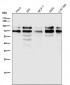 Anti-TFE3 Monoclonal Antibody