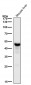 Anti-FDFT1 Monoclonal Antibody