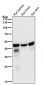Anti-FDFT1 Monoclonal Antibody