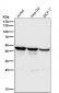 Anti-FDFT1 Monoclonal Antibody