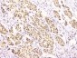 Anti-RbAp48 RBBP4 Antibody Picoband™ (monoclonal, 9F3)