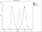 Anti-GSTM1 Antibody Picoband™ (monoclonal, 11F2)