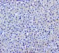 Anti-GSTM1 Antibody Picoband™ (monoclonal, 11F2)