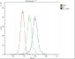 Anti-ARSA Antibody Picoband™ (monoclonal, 4C10)