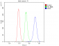 Anti-ARSA Antibody Picoband™ (monoclonal, 4C10)